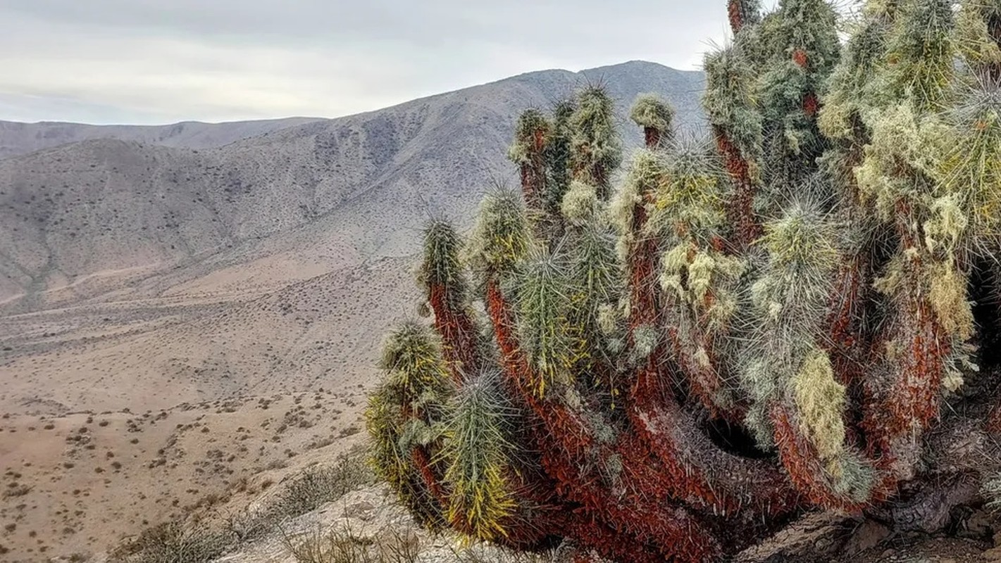 View - 	Những loài hoa khoe sắc ở sa mạc Atacama khô cằn