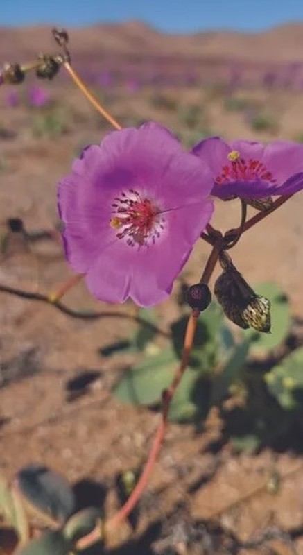 View - 	Những loài hoa khoe sắc ở sa mạc Atacama khô cằn