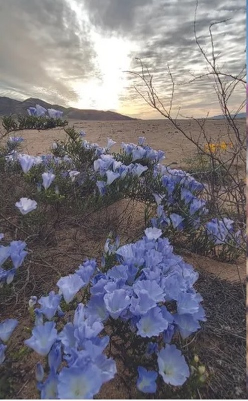 View - 	Những loài hoa khoe sắc ở sa mạc Atacama khô cằn