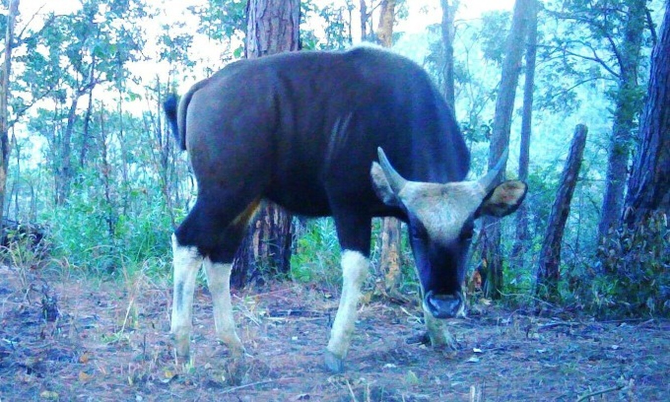 Gau ngua, bo tot quy hiem duoc ghi nhan o Kon Tum-Hinh-6