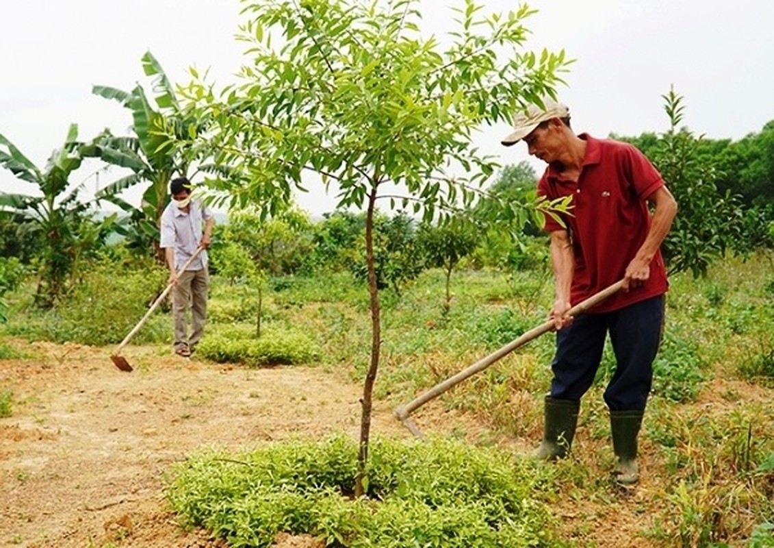 Loai go quy duoc menh danh nhu 'vang xanh', Viet Nam cung co-Hinh-3