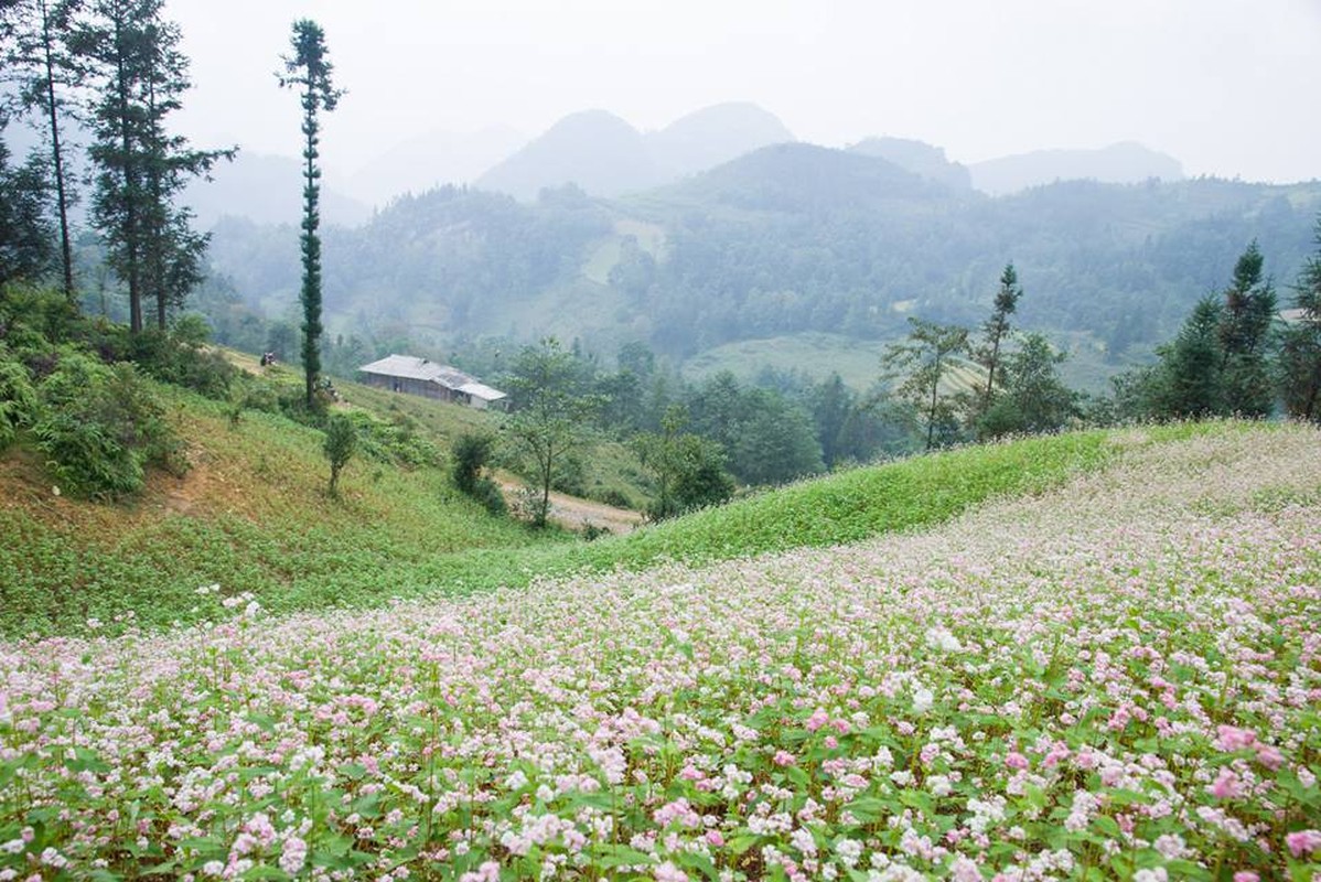 Ngam hoa tam giac mach no som o Bac Ha, Lao Cai-Hinh-10