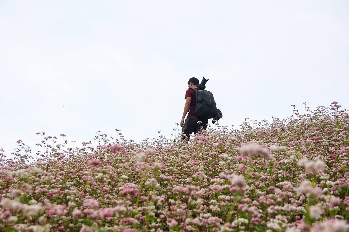 Ngam hoa tam giac mach no som o Bac Ha, Lao Cai-Hinh-7