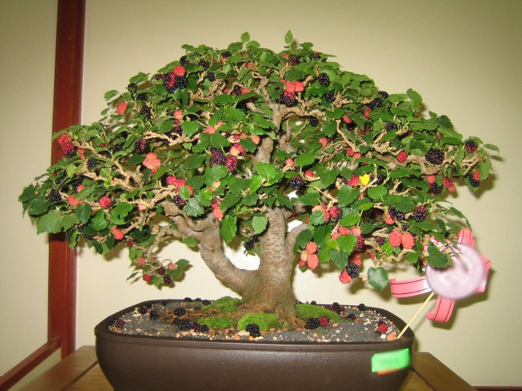 Chiem nguong chau bonsai tu cay an qua cuc doc de trung Tet-Hinh-11