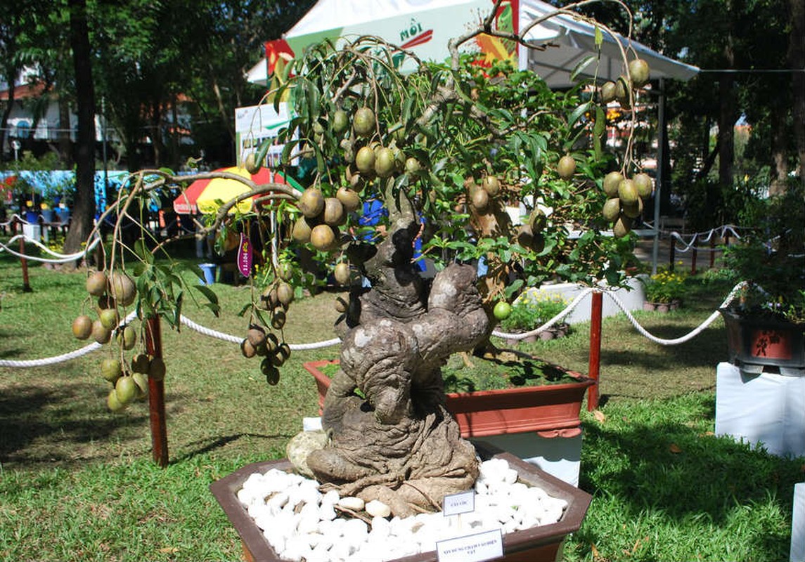 Chiem nguong chau bonsai tu cay an qua cuc doc de trung Tet-Hinh-12