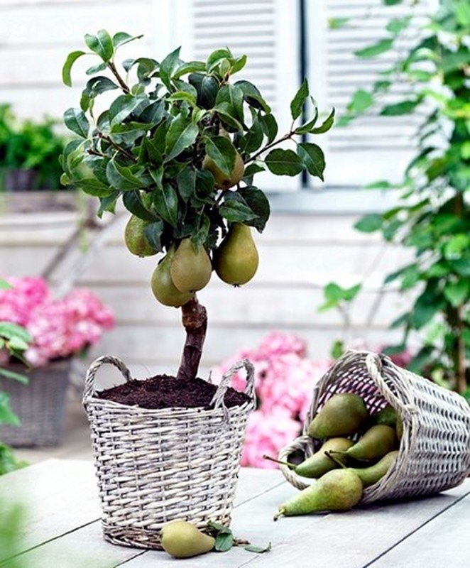 Chiem nguong chau bonsai tu cay an qua cuc doc de trung Tet-Hinh-13