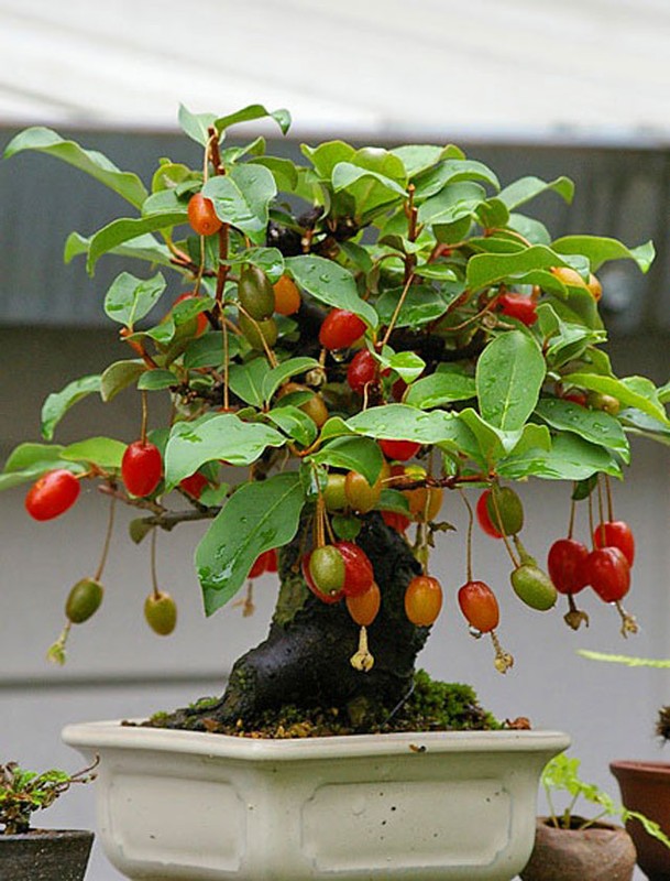 Chiem nguong chau bonsai tu cay an qua cuc doc de trung Tet-Hinh-9