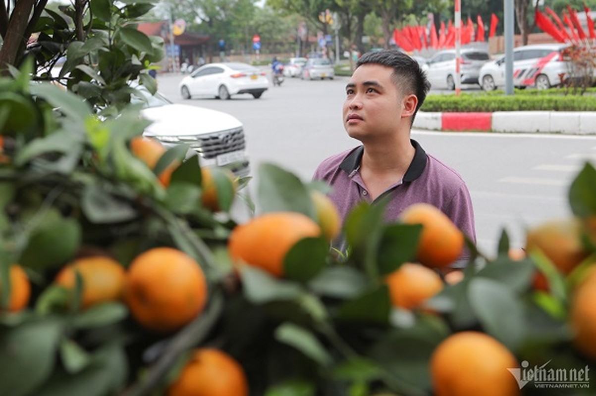 Quat dang rong doc la gia tram trieu dong mot cay o Ha Noi-Hinh-7