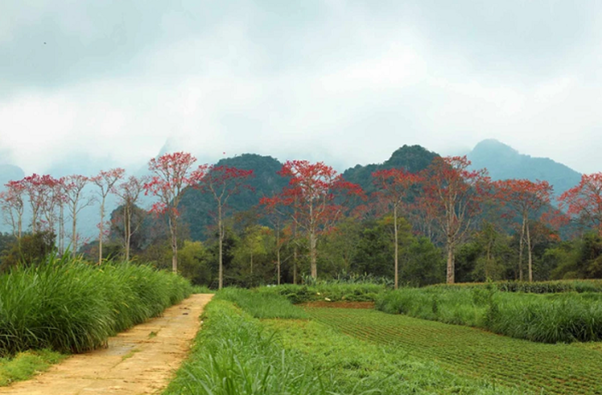 Xu Nghe dep nao long mua hoa gao thang Ba-Hinh-4