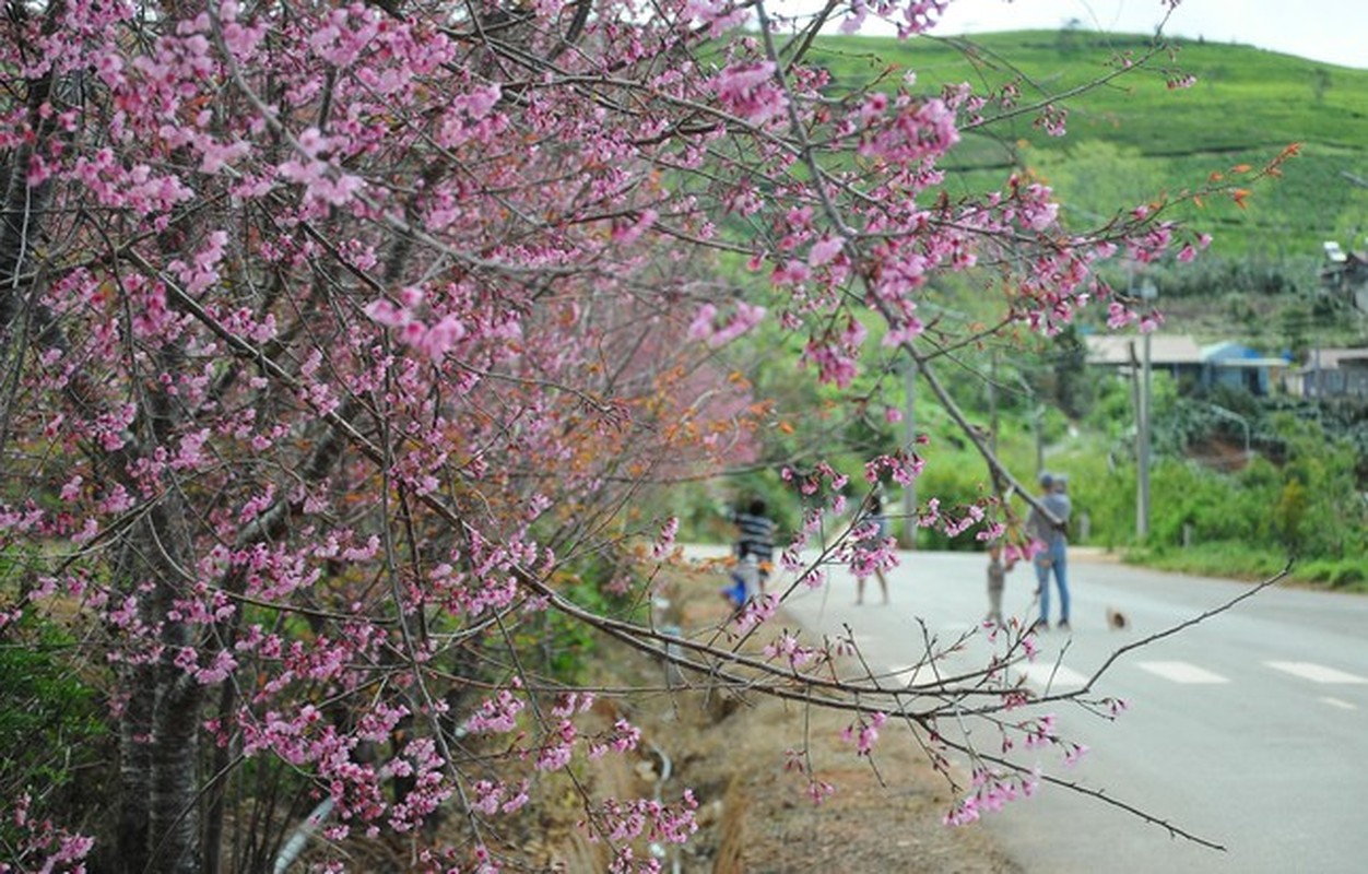 Du khach do ve pho nui ngam mai anh dao, doi che dip Tet Duong lich-Hinh-2