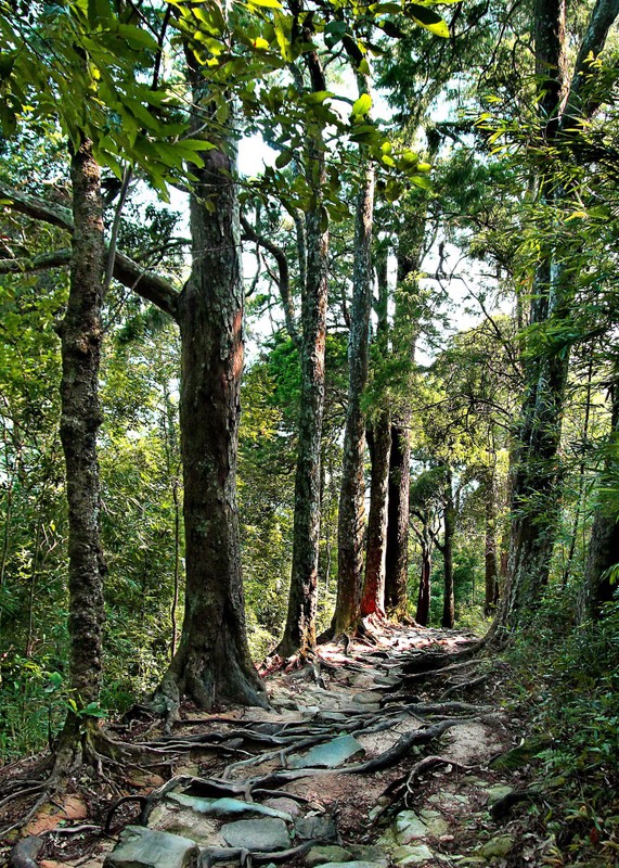 Xuan Quy Mao ghe Yen Tu chiem nguong mai vang, xich tung co-Hinh-7