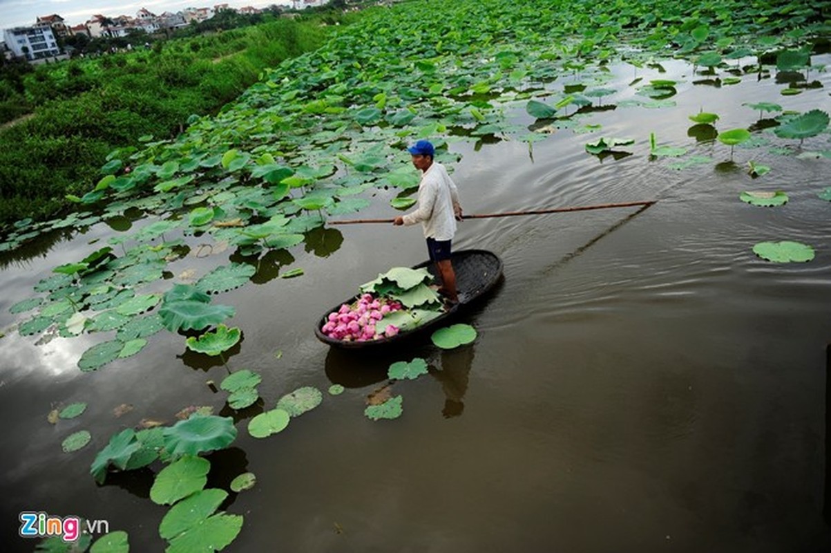 Ngam hoa sen no ro, ruc ro o Ha Noi