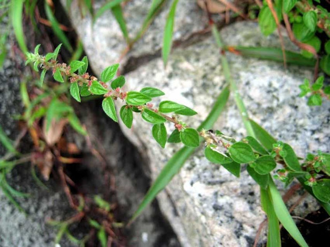 Bai thuoc dan gian chua ho, tieu viem cuc nhay-Hinh-7