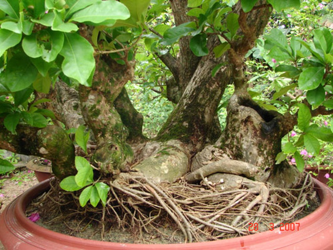 Bai thuoc tu cay loc vung chua benh tri, tieu chay