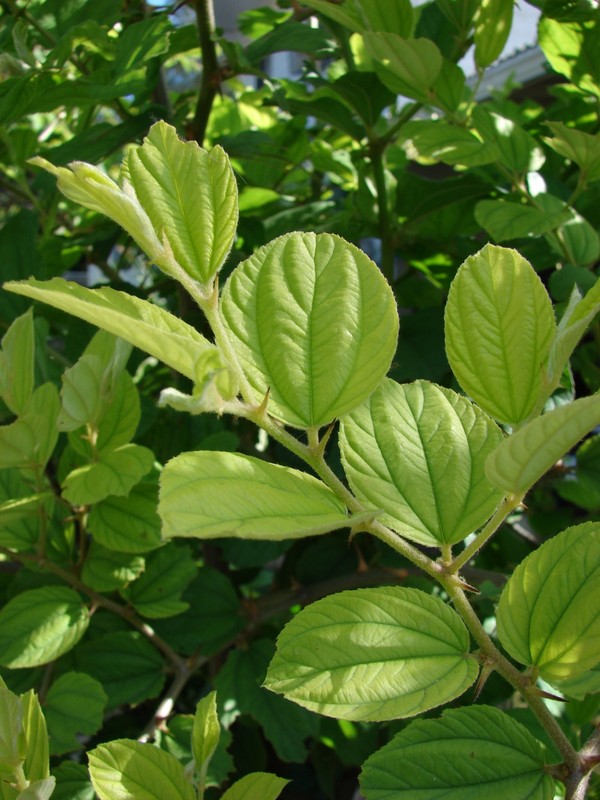 La cay tao ta chua duoc nhung benh gi?-Hinh-8