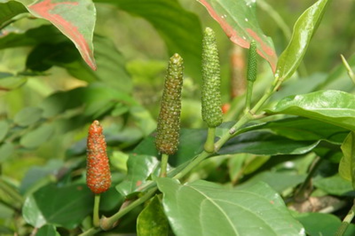 Bai thuoc chua dau moi kinh nien tu qua nhau-Hinh-5