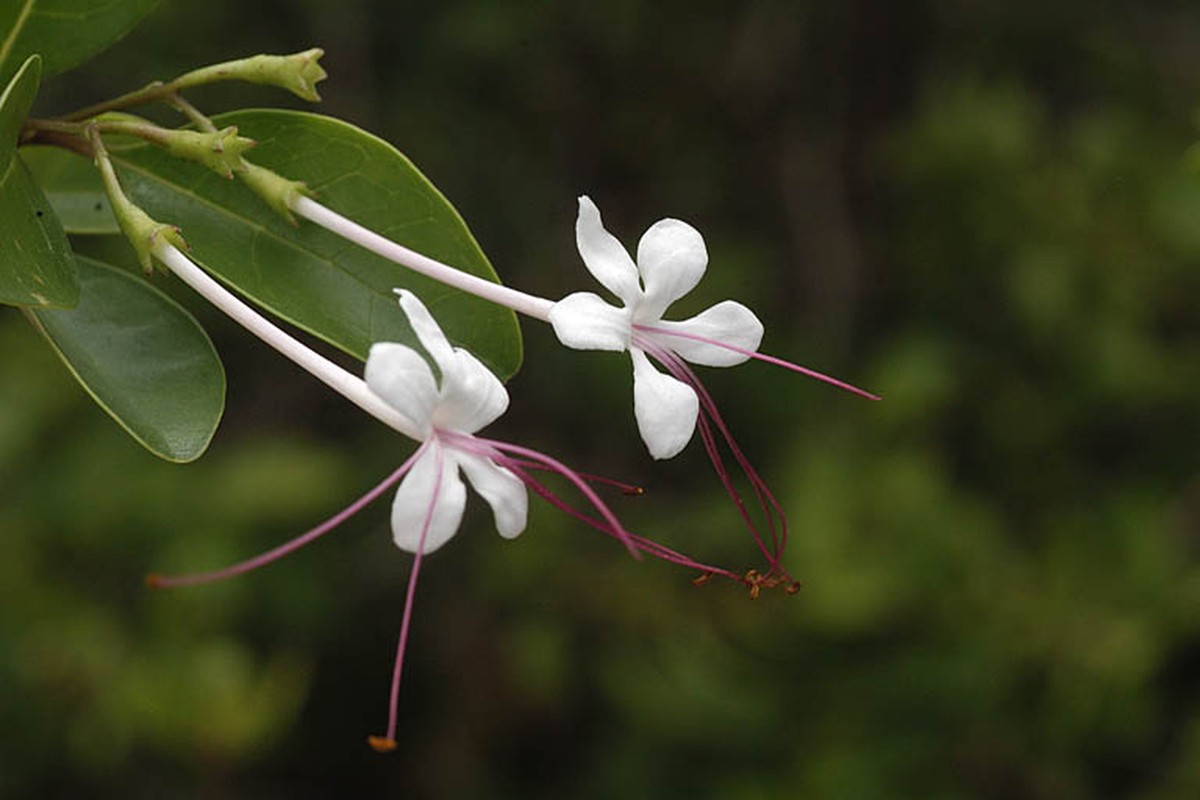 Bai thuoc quy chua nhieu benh tu cay ngoc nu bien-Hinh-3