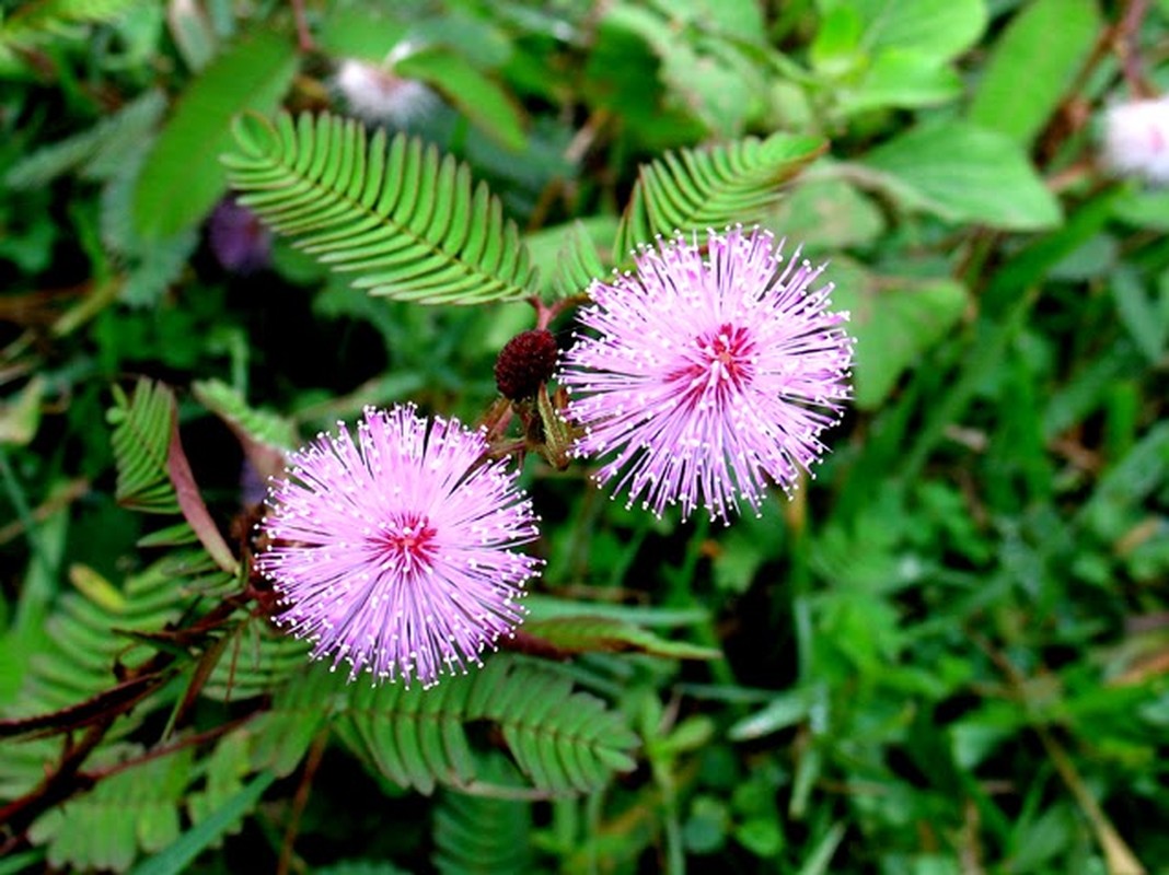 5 bai thuoc hay tu cay xau ho khong nen bo qua-Hinh-9