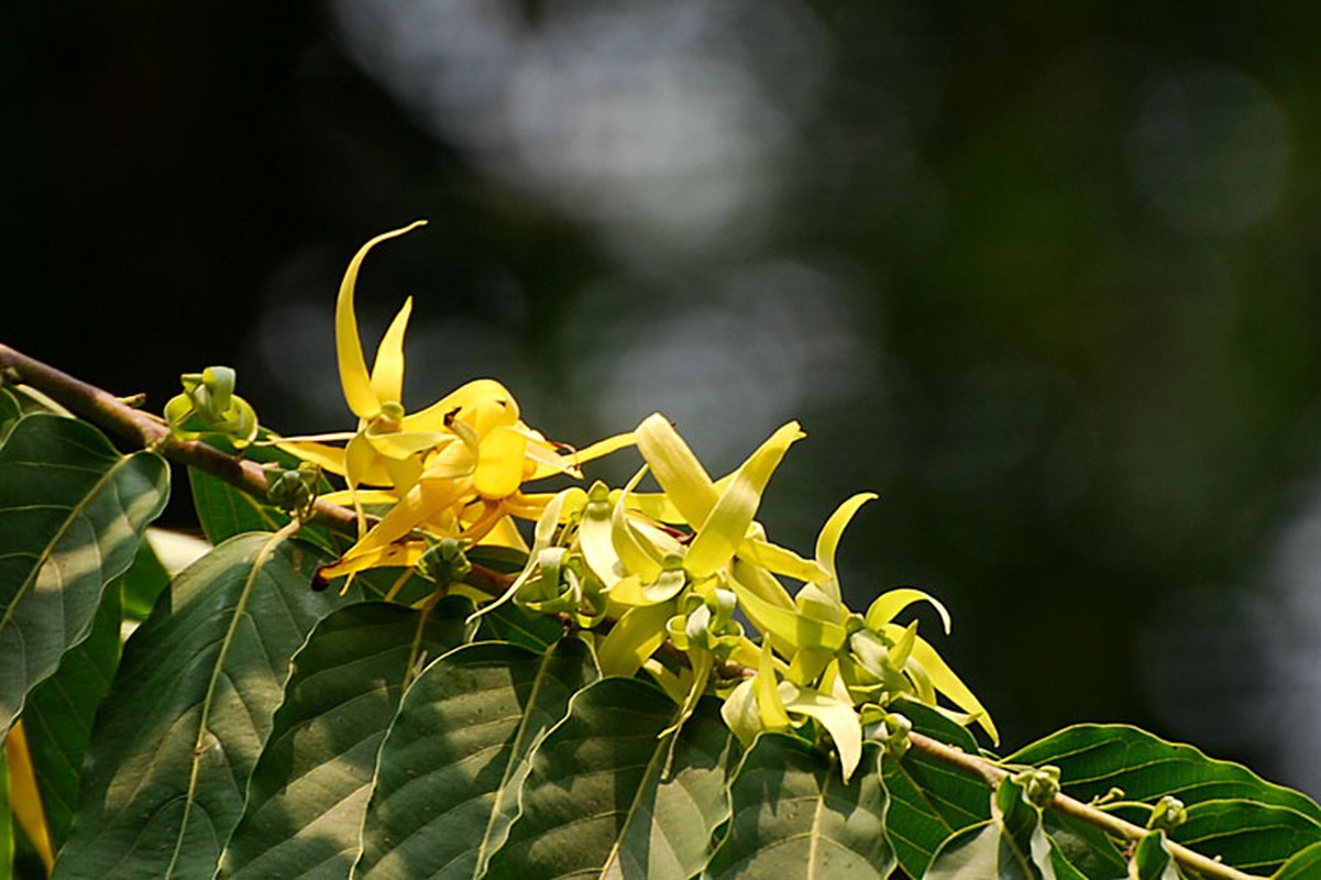 Hoa ylang cong chua chua benh tot the nao?