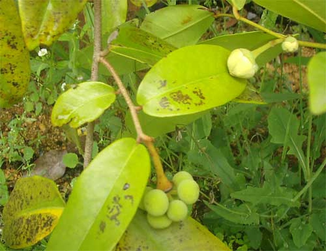 Nhung bai thuoc chua benh tot nhat tu hoa du de-Hinh-9