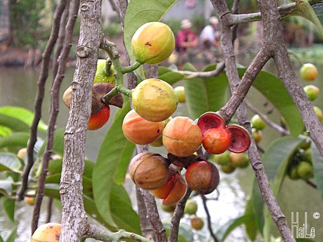 Nhung bai thuoc chua ghe cuc nhay tu cay mau cho