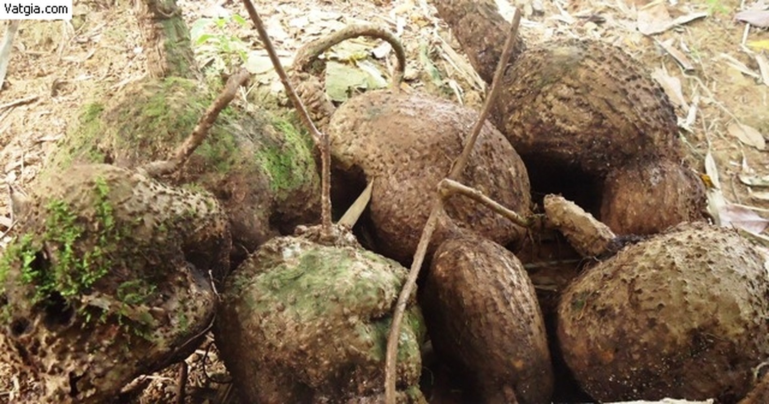 Bai thuoc chua nhieu benh cuc tot tu cay binh voi-Hinh-10