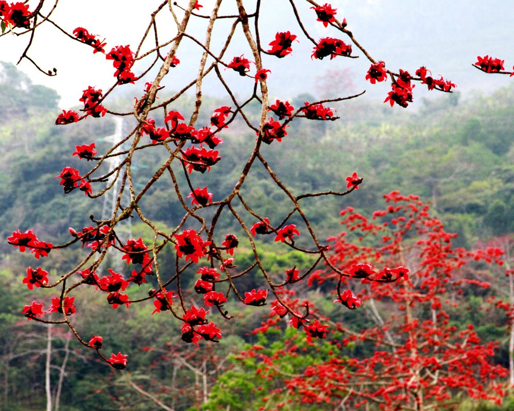 Mach ban bai thuoc hay tu cay hoa gao-Hinh-3