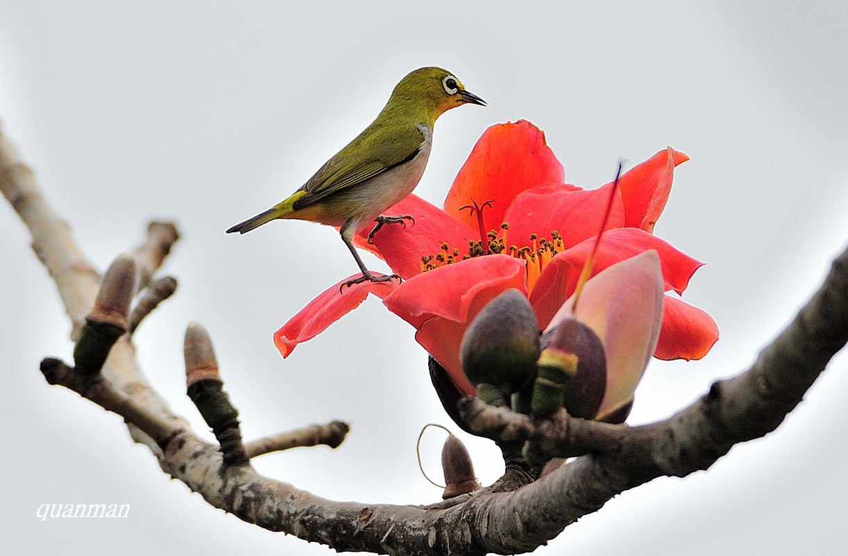 Mach ban bai thuoc hay tu cay hoa gao-Hinh-7