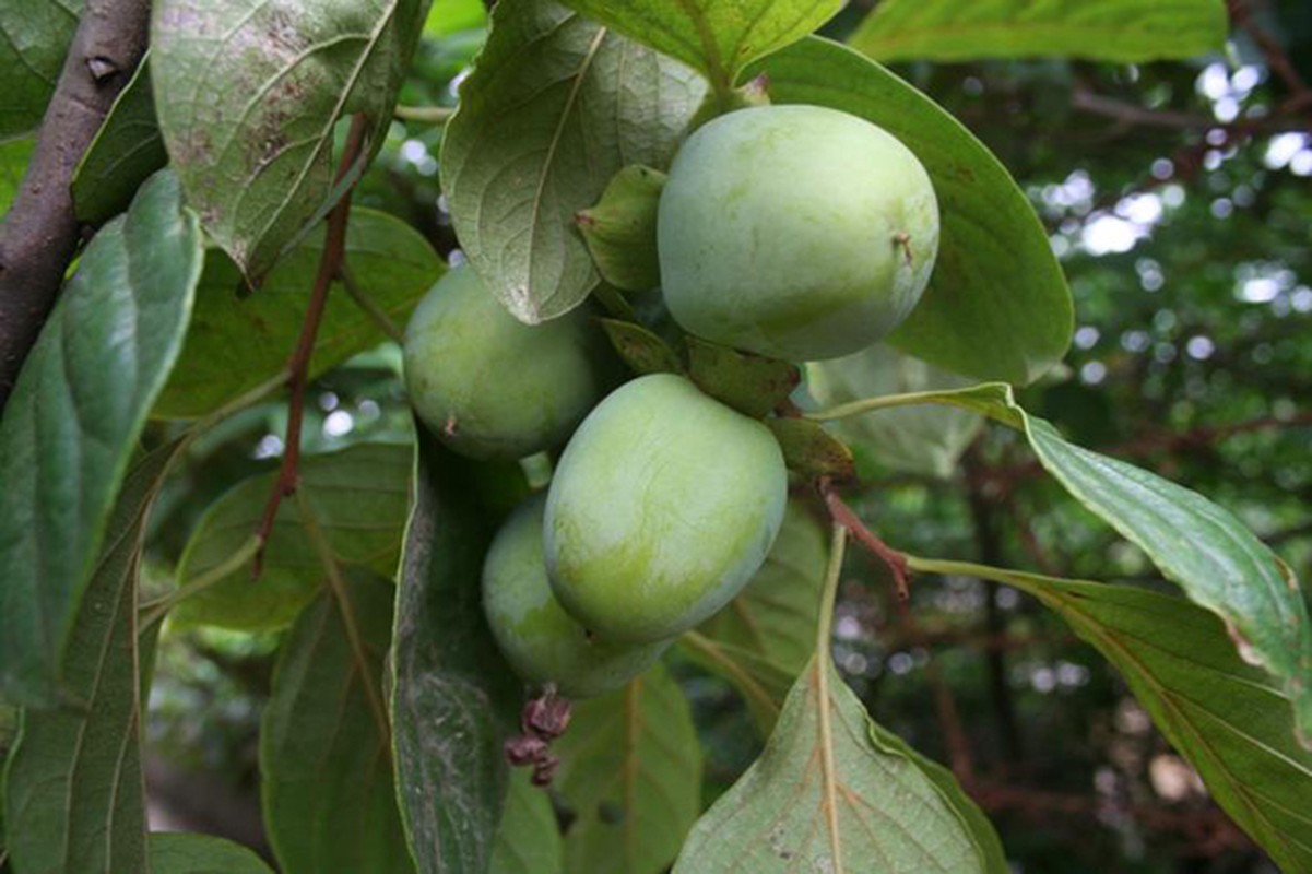 Bai thuoc cuc hay tu qua hong gion ban nen biet-Hinh-5