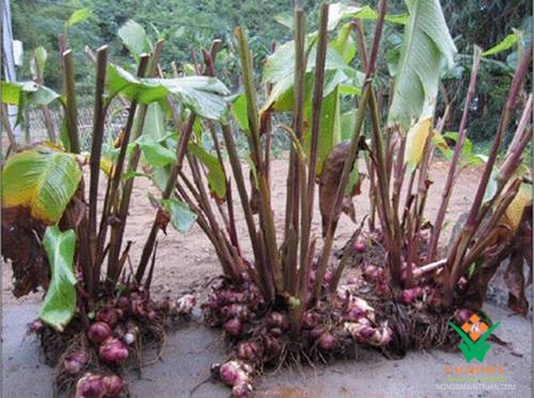 Cong dung va bai thuoc chua benh tu cay dong rieng do-Hinh-7