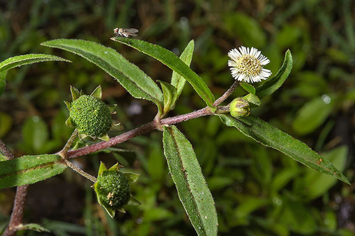 Cach chua nhiet mieng do an uong lon xon ngay Tet-Hinh-9