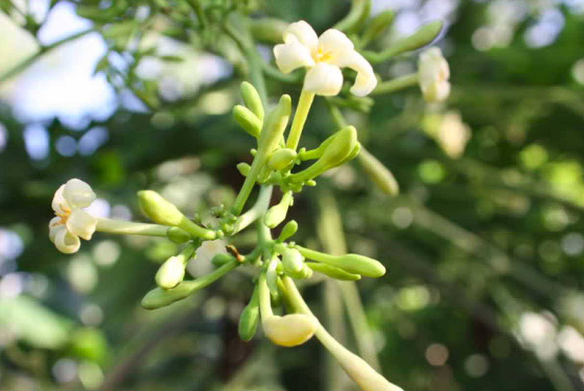 Bai thuoc dan gian chua ho ga cuc ky hieu nghiem