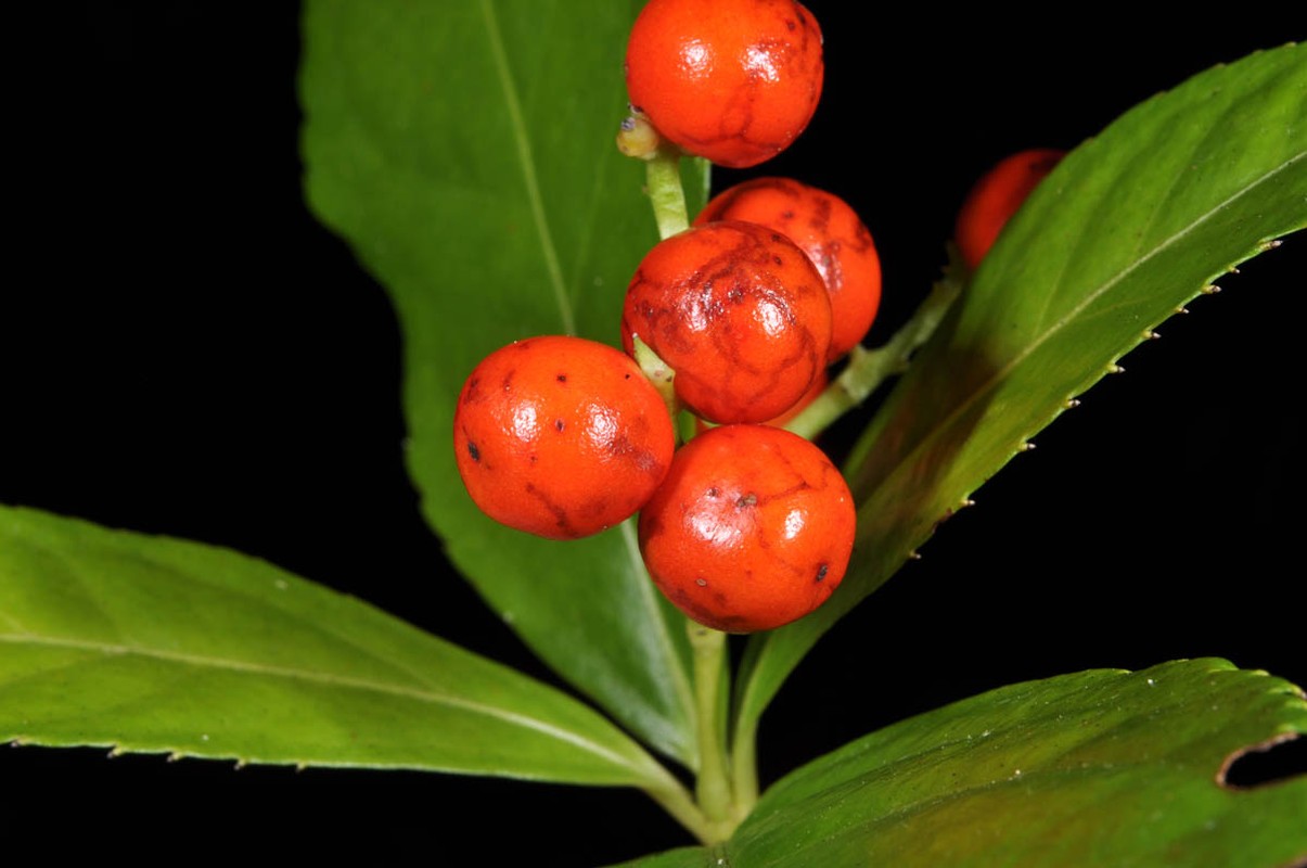 Cay soi rung: than duoc cuu nguoi bi cam, bong mo-Hinh-7