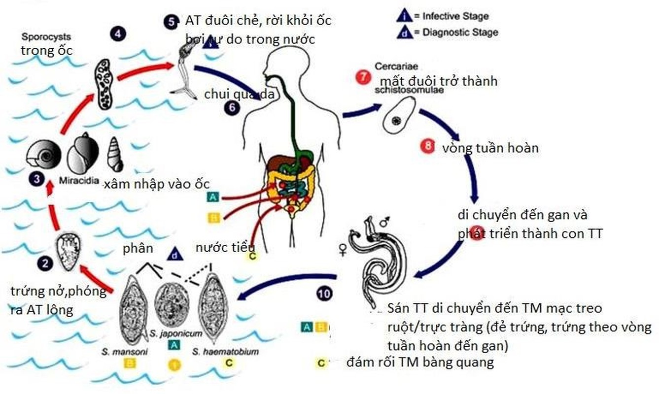 Top 8 loai dong vat nguy hiem nhat hanh tinh, cho dai ca khia-Hinh-9