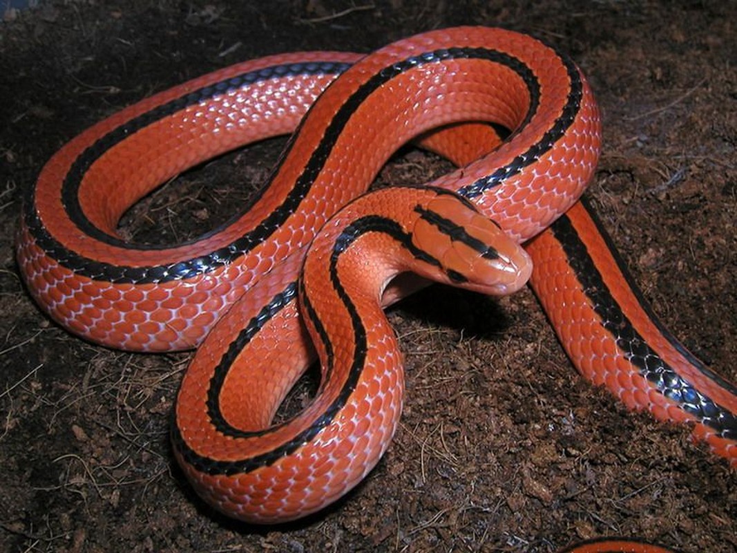 View - 	Top 7 loài rắn cực độc ở Việt Nam nhìn thấy nhanh tránh xa 
