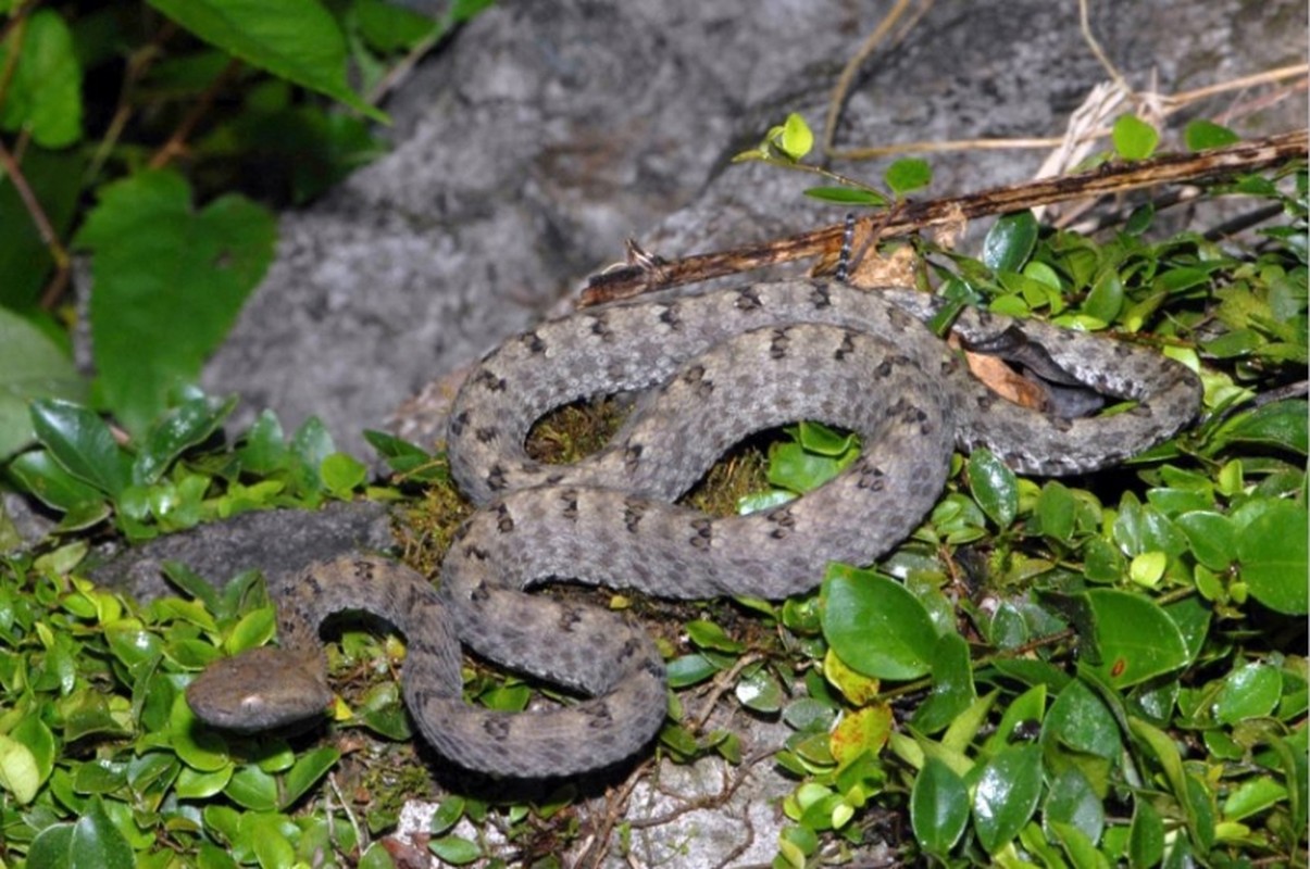 View - 	Top 7 loài rắn cực độc ở Việt Nam nhìn thấy nhanh tránh xa 
