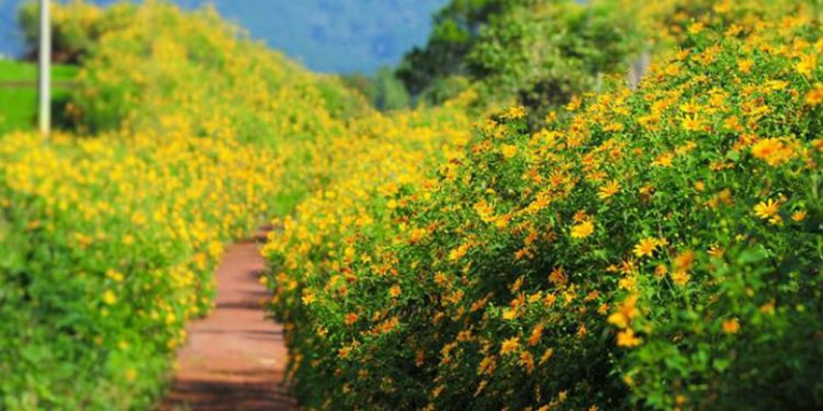 Ky thu “Dong hoa vang” cua nha tho Pham Thien Thu-Hinh-8