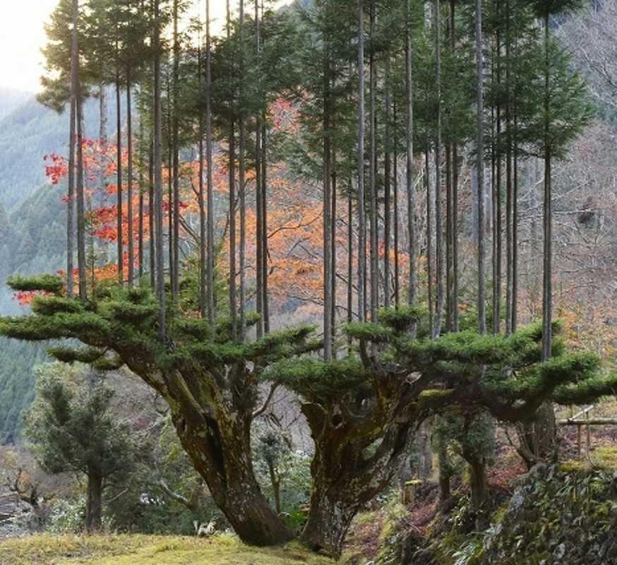 Loat phat minh sieu pham chi nguoi Nhat moi nghi ra