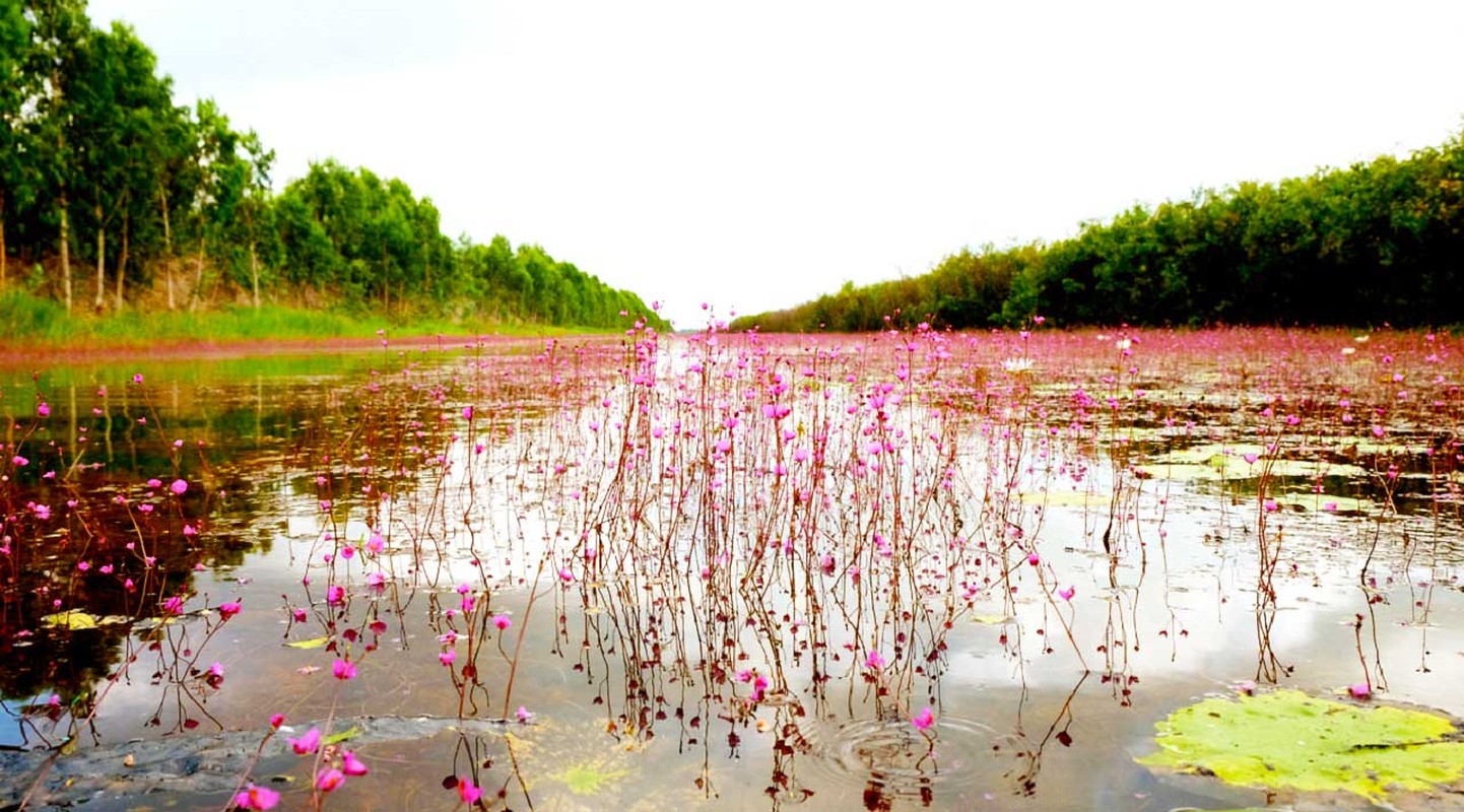 Ky la “vu khuc dau do” o Vuon quoc gia Tram Chim-Hinh-16