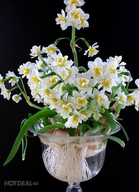 Tranh nhung sai lam nay trong cach choi hoa Tet de hoa ben dep-Hinh-8