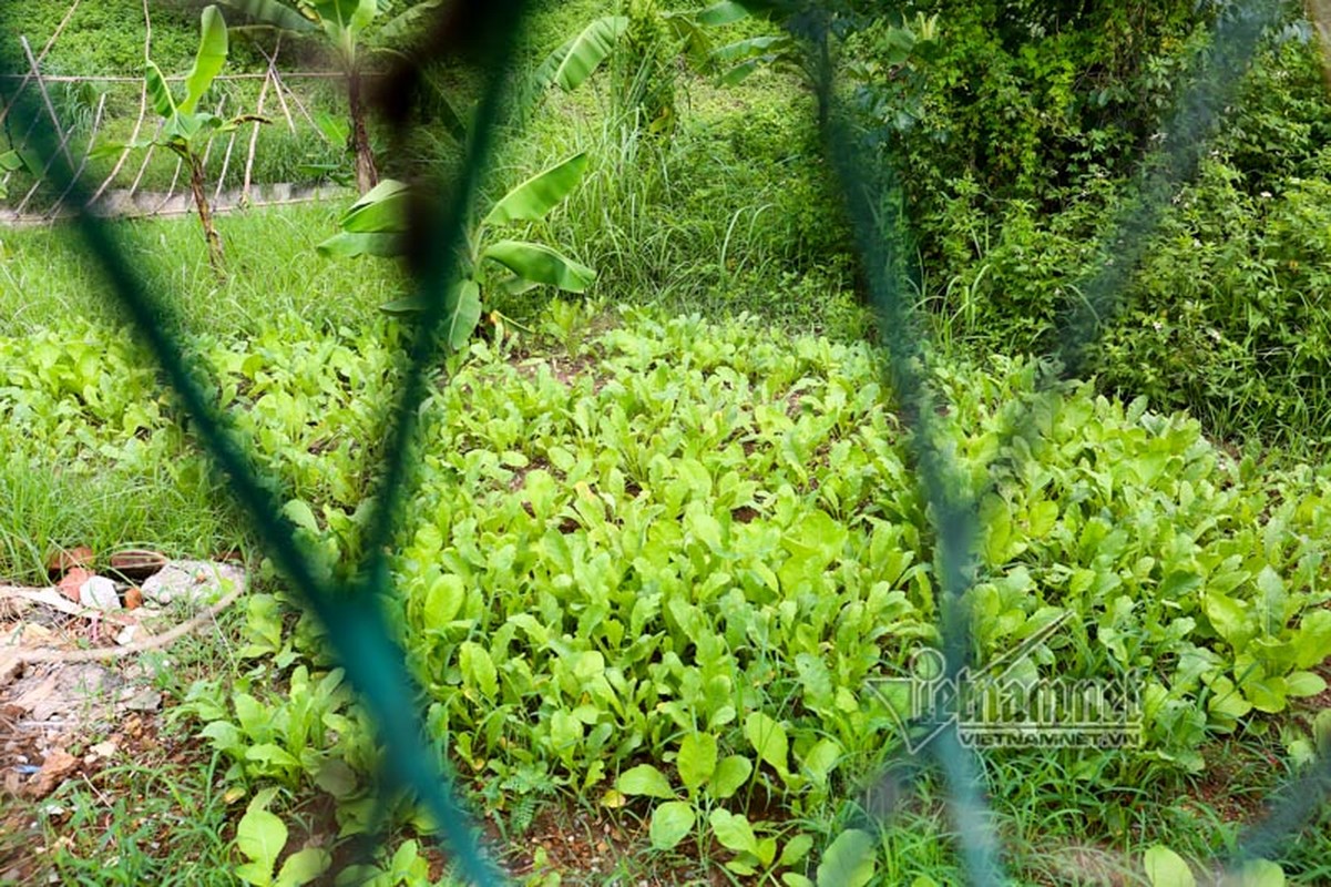 Ngo ngang “trang trai” trong rau, nuoi bo giua dai lo Thang Long-Hinh-2