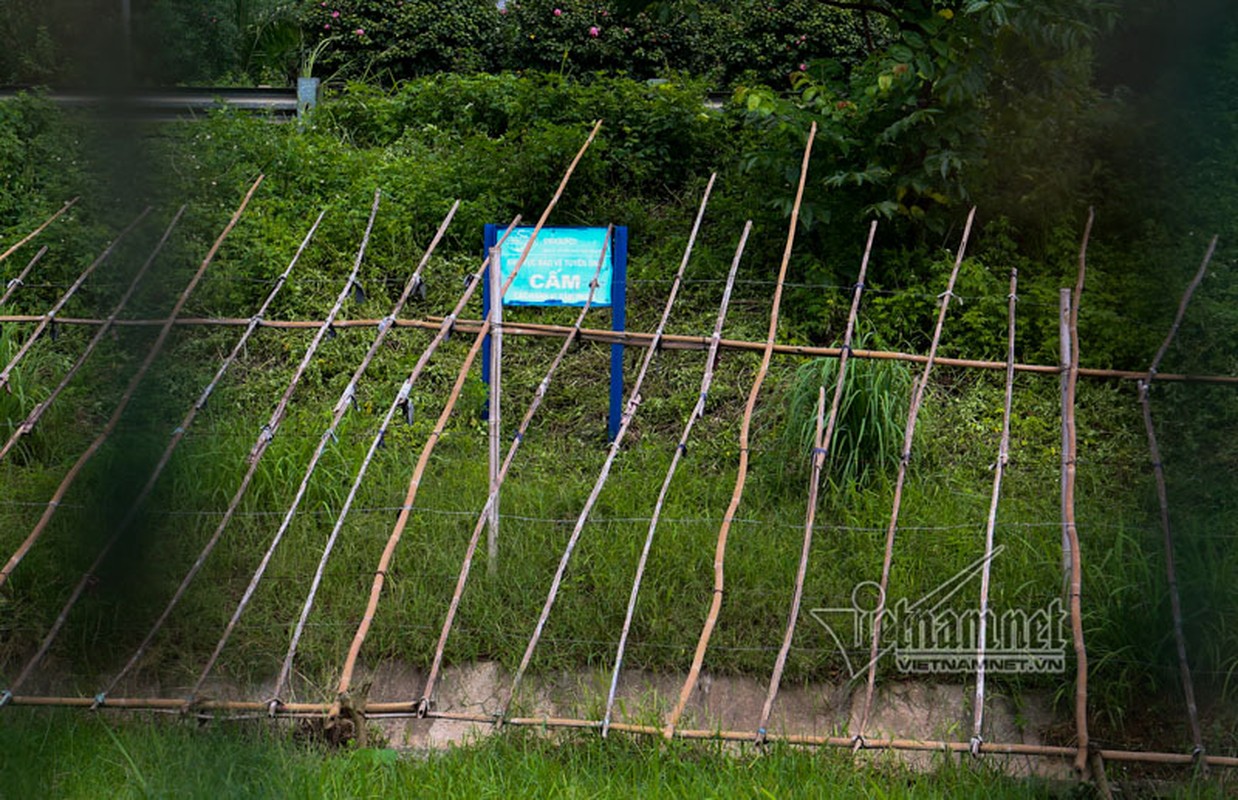 Ngo ngang “trang trai” trong rau, nuoi bo giua dai lo Thang Long-Hinh-3