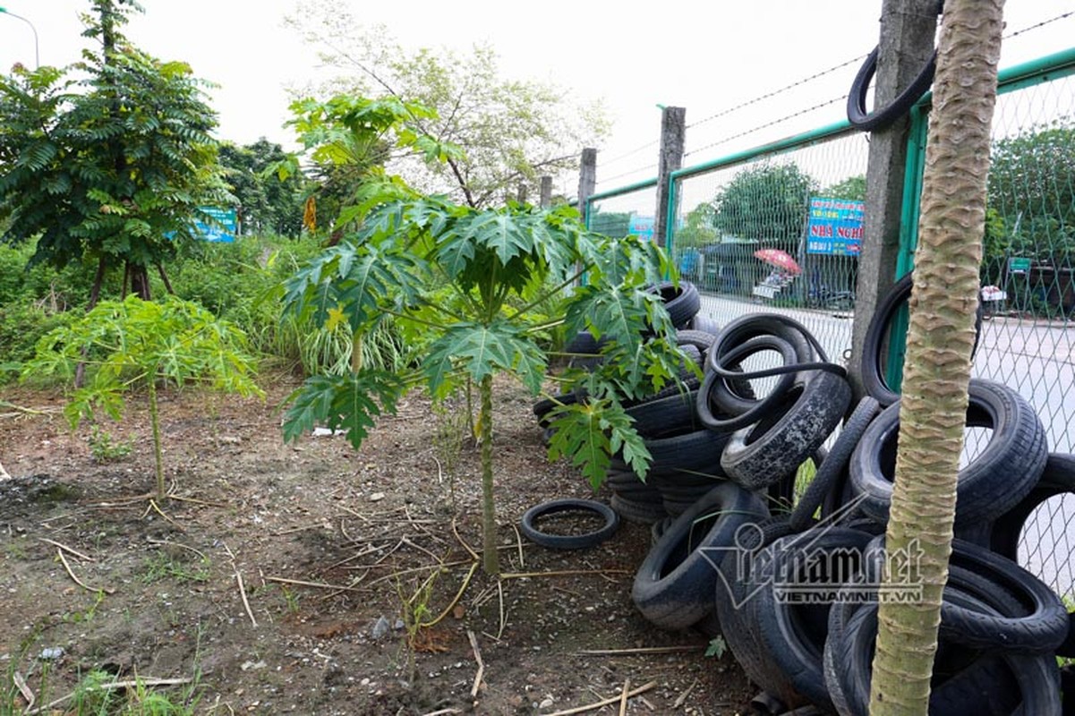 Ngo ngang “trang trai” trong rau, nuoi bo giua dai lo Thang Long-Hinh-4