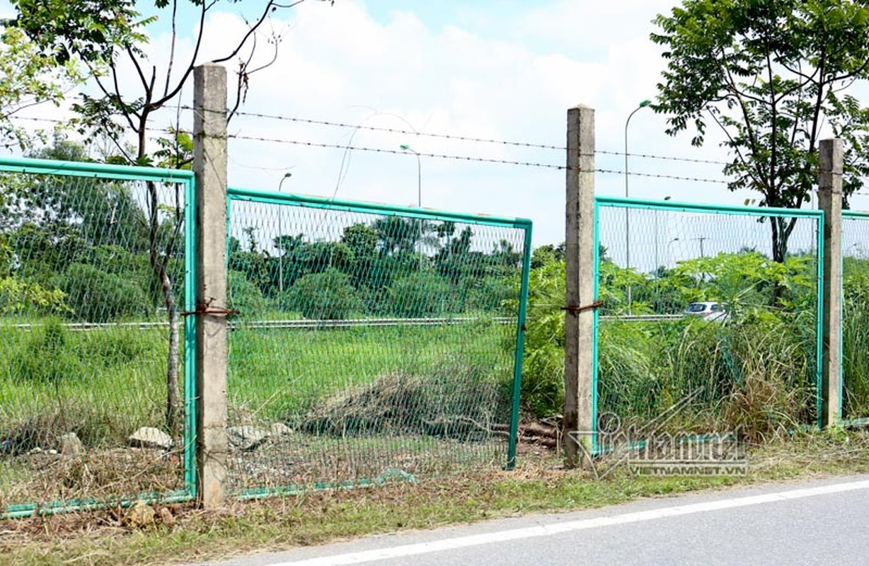 Ngo ngang “trang trai” trong rau, nuoi bo giua dai lo Thang Long