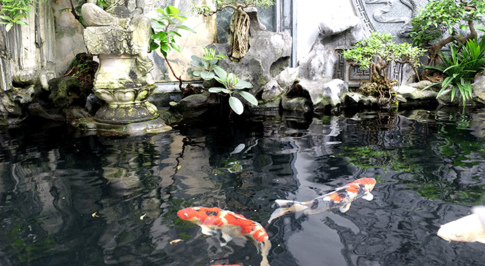 Be ca Koi hang tram trieu trong nha dai gia Ha Noi-Hinh-8