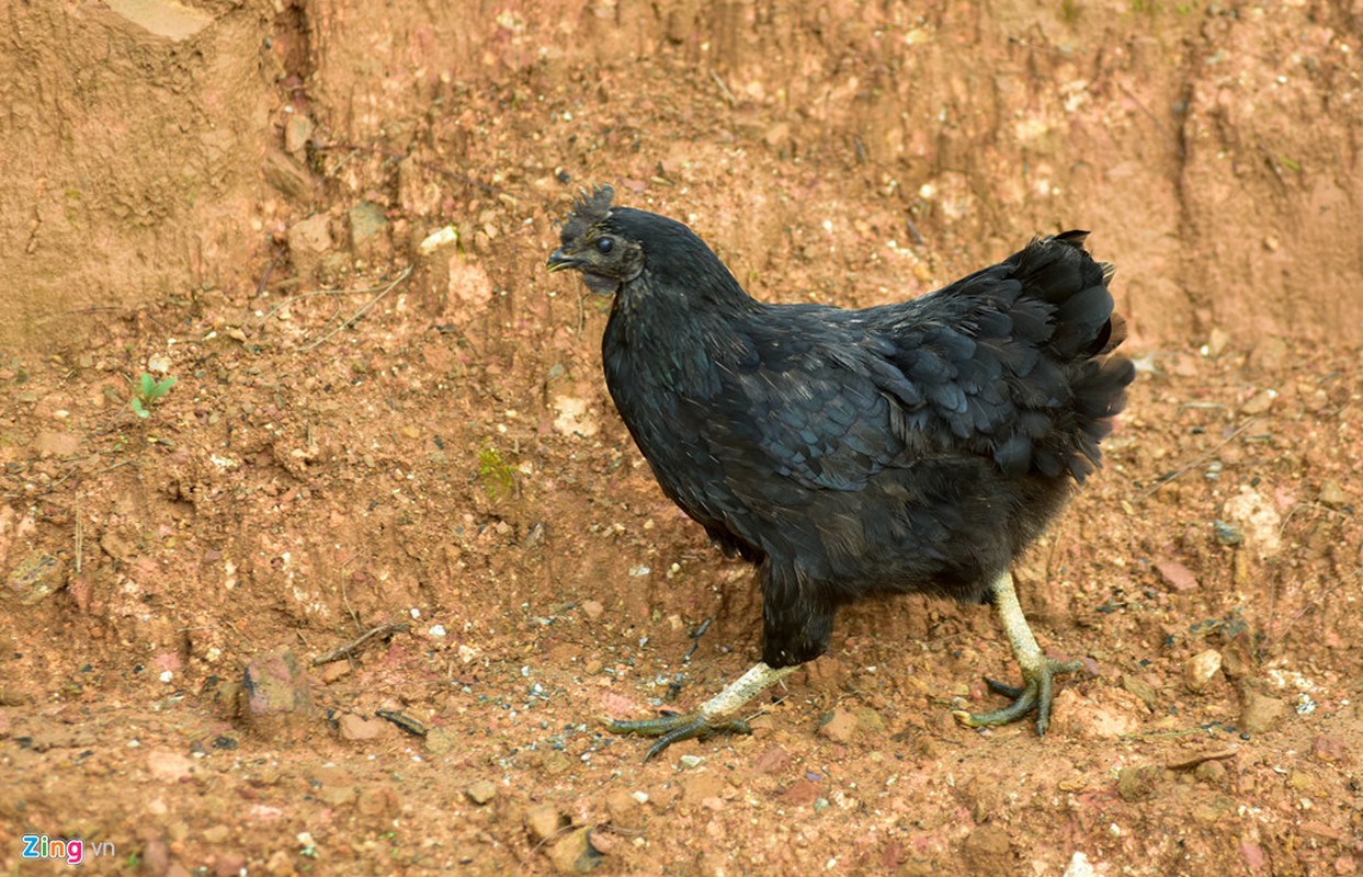 Ga xuong den quy hiem cua nguoi Mong o Mu Cang Chai-Hinh-9