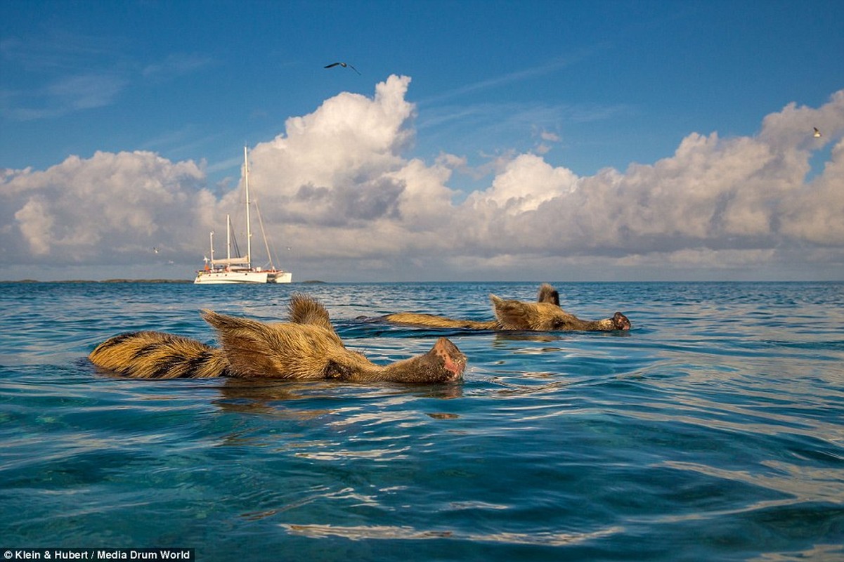 Hon dao toan lon boi sieu nhu kinh ngu o Bahamas-Hinh-7