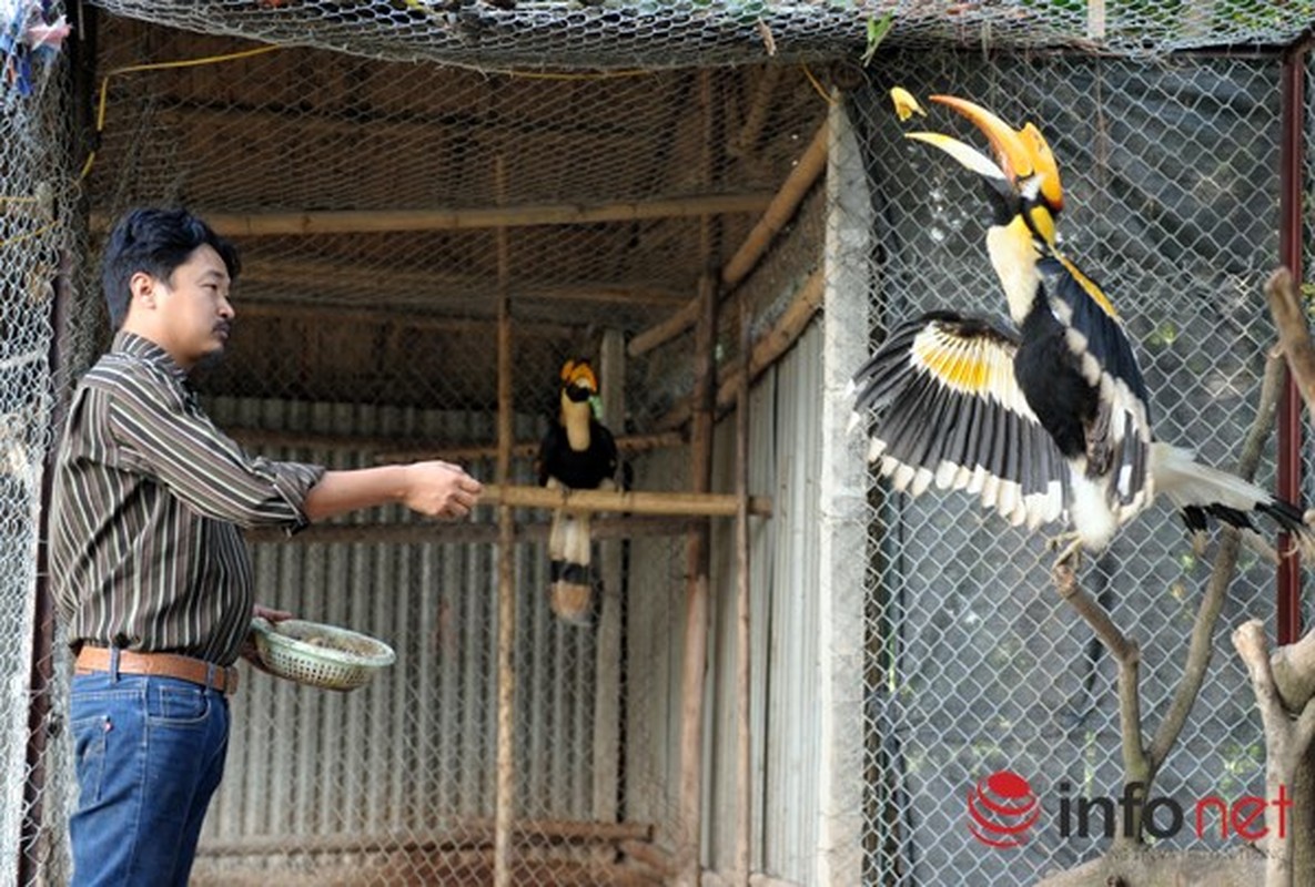 Xem loai chim co quy hiem Hong hoang nuoi o Ha Noi-Hinh-3