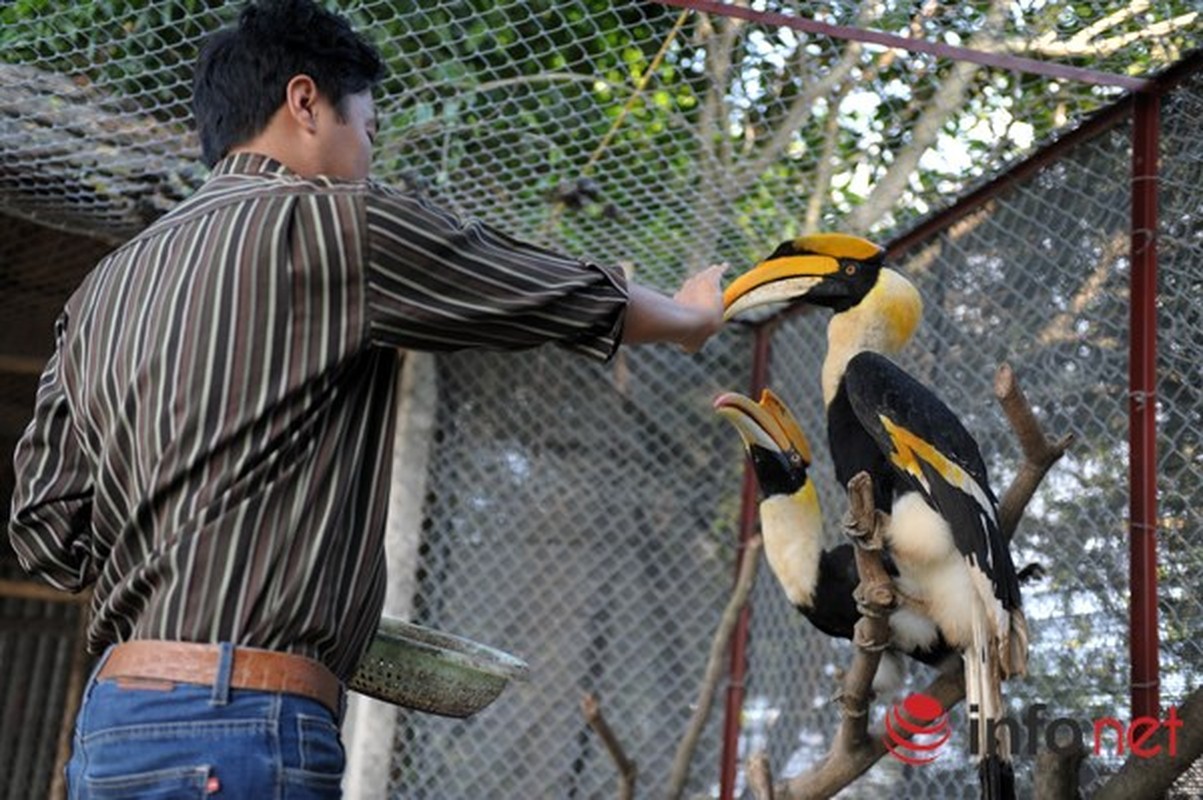 Xem loai chim co quy hiem Hong hoang nuoi o Ha Noi-Hinh-8