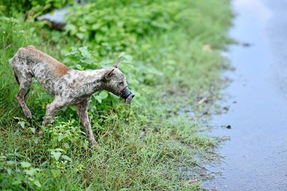 Chu cho bi hoai tu mom o Ben Tre gio ra sao?-Hinh-4